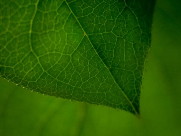 Photo Biotechnological environmental solutions