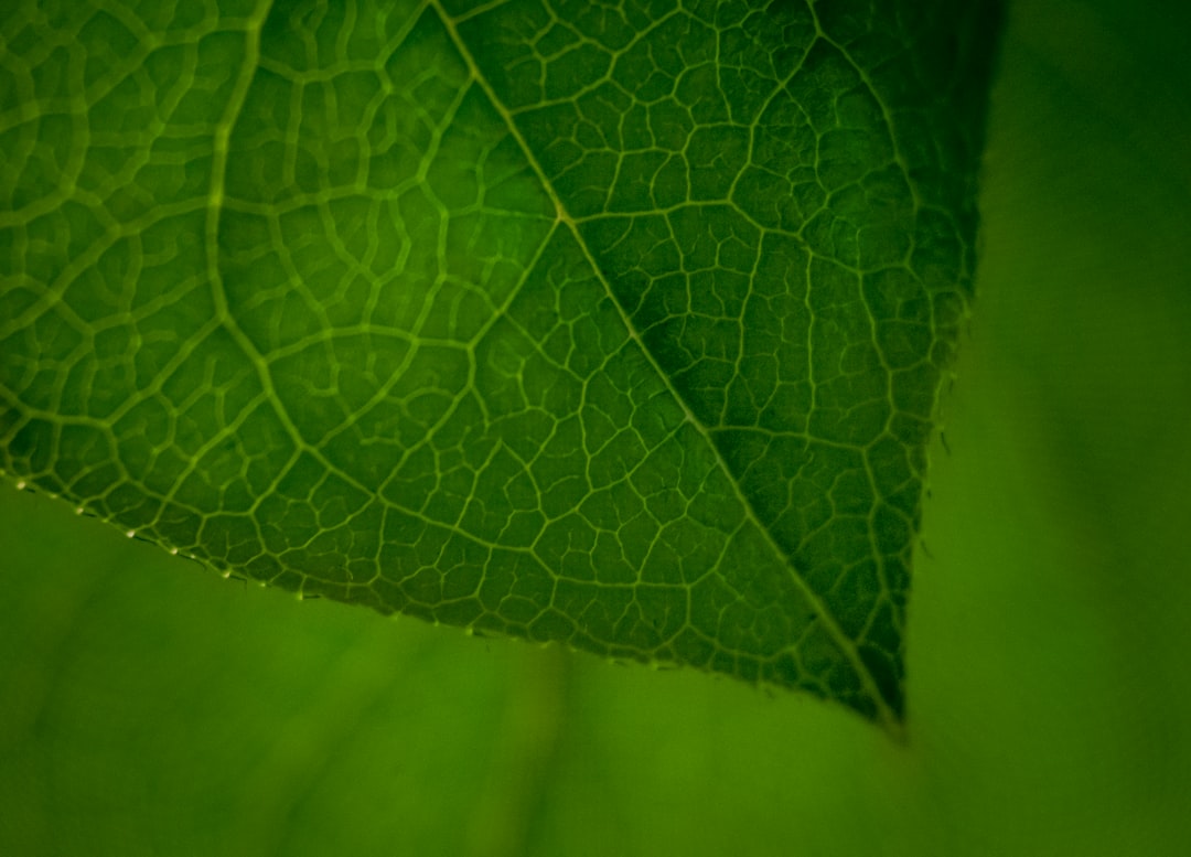 Photo Biotechnological environmental solutions