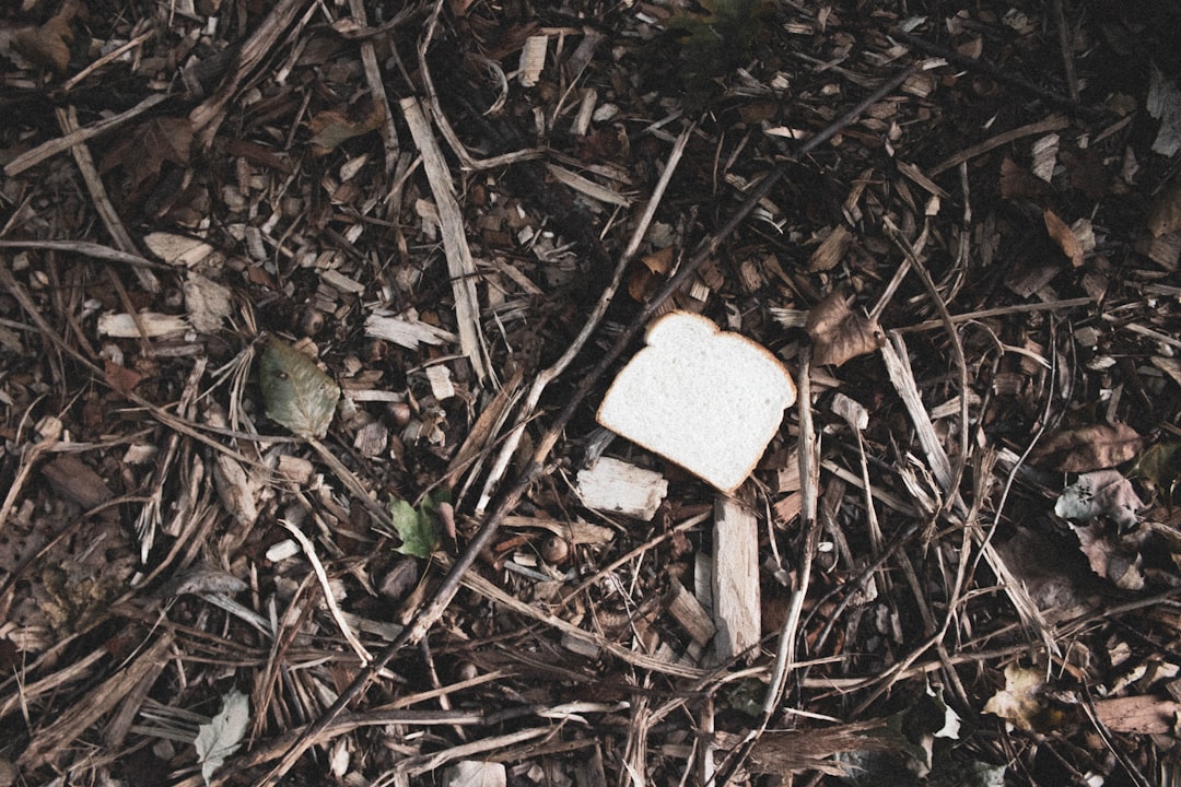 Photo biodegradable materials